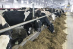 54144-marquis-cows.jpg