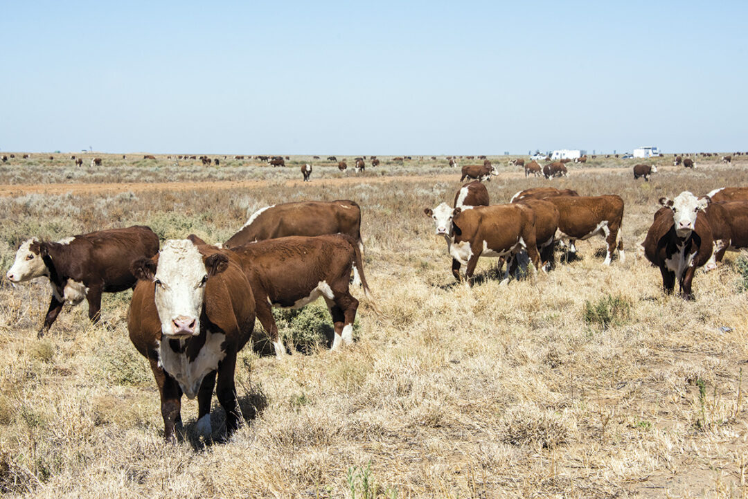 55825-marchant-drought-beef-cattle-short-course-1.jpg