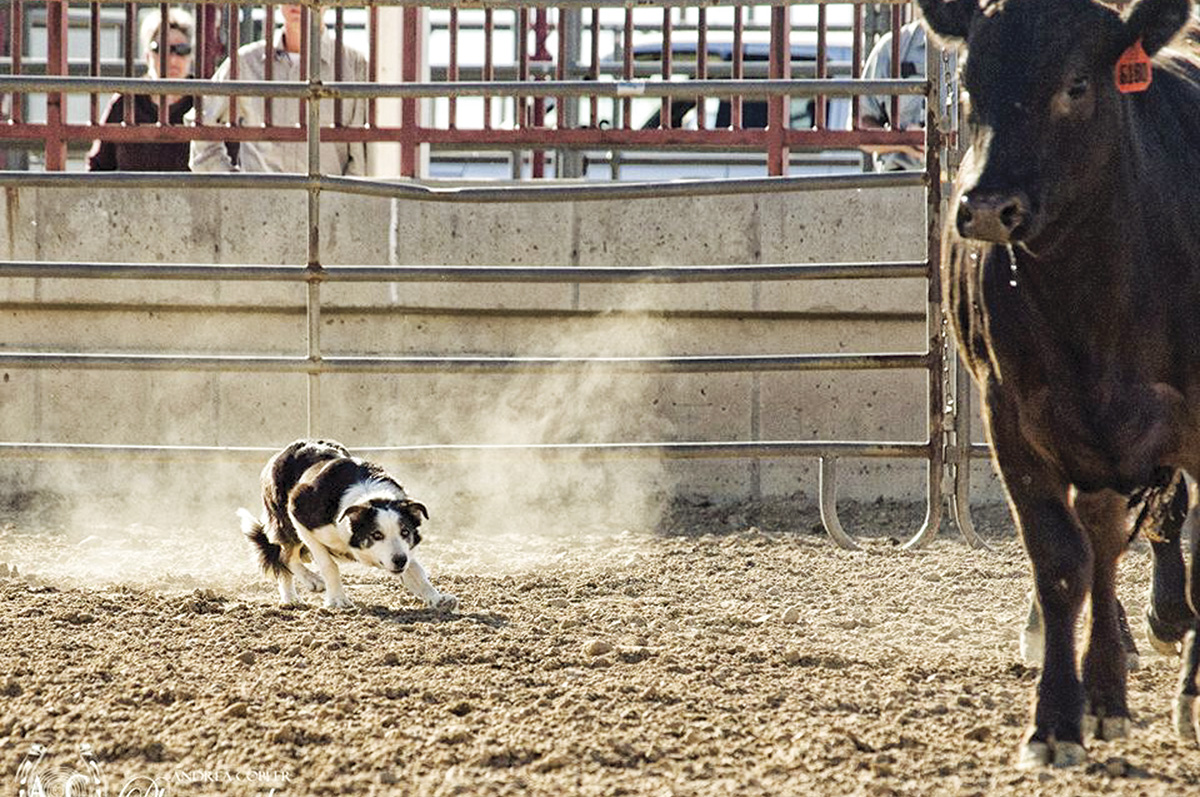 Working cattle sale dog