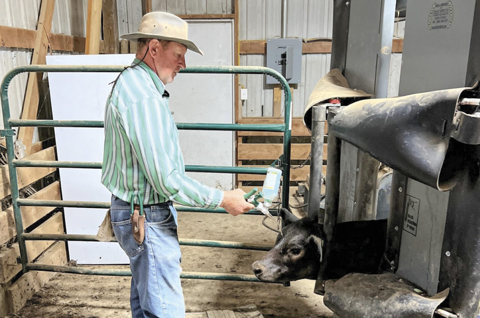 Combat weaning stress with a new tool for ranchers | Ag Proud