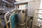 56050-palen-milking.jpg