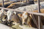 56173-edrington-feedlot-pathogen.jpg