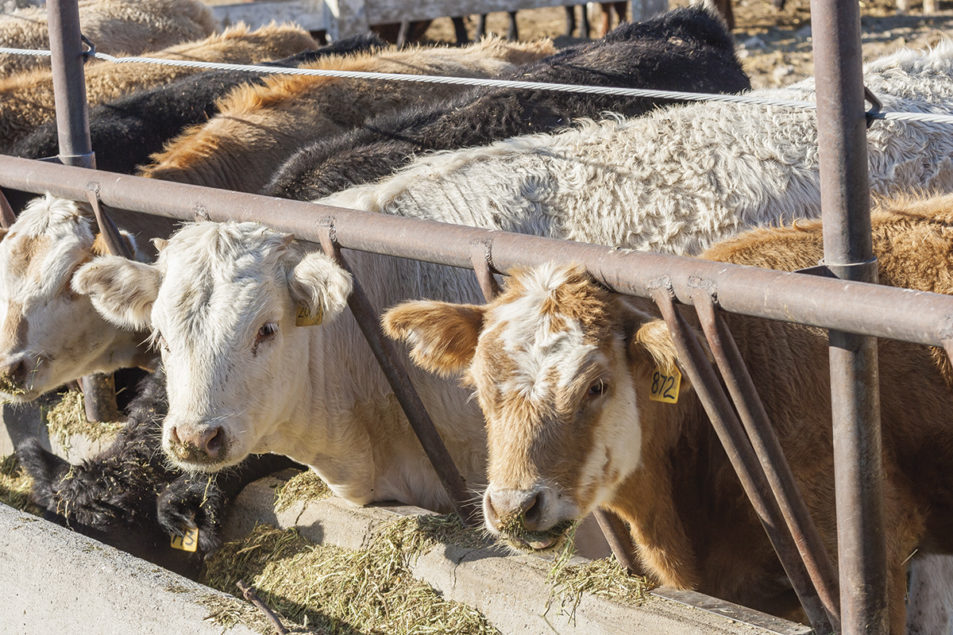 PDF) Causes of death in feedlot beef cattle and their control: a brief  review