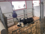 Photo3-group_of_calves-small.jpg