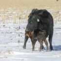 56300-bailey-winter-feeding.jpg