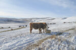 56313-hawkins-cattle-0664.jpg