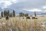 56314-whitehurst-winter-grazing.jpg