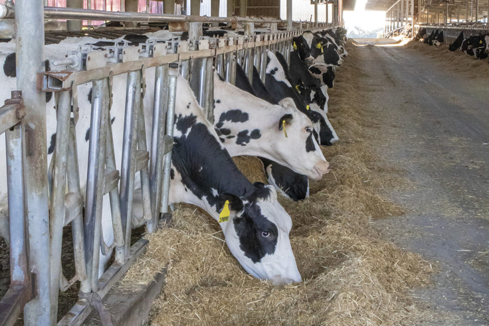 Feeding postpartum cows successfully - All About Feed