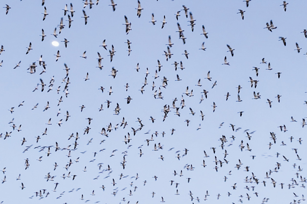 Canada goose hotsell migration quality