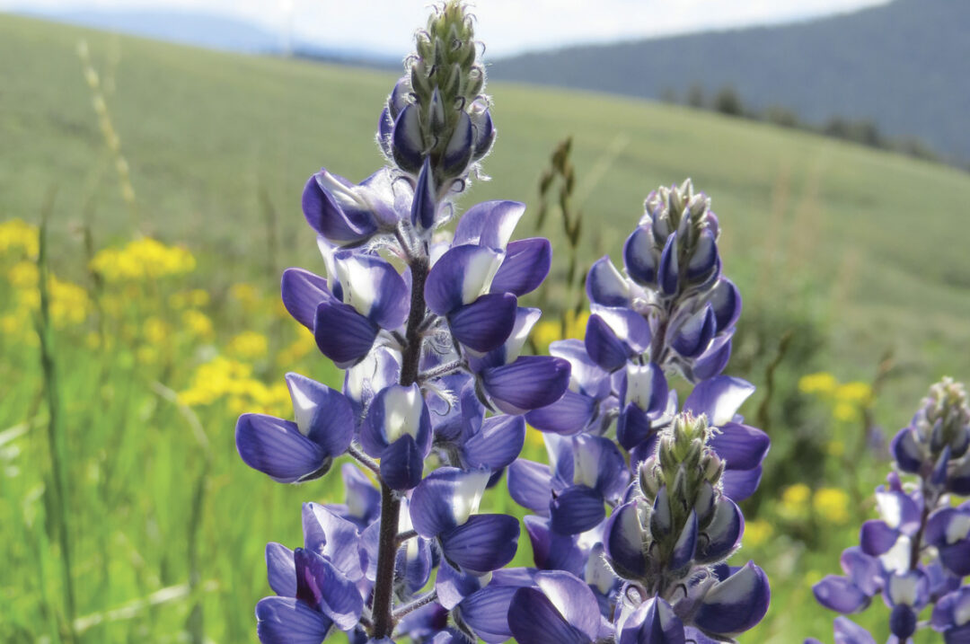 57308-mcCarthy-lupine.jpg