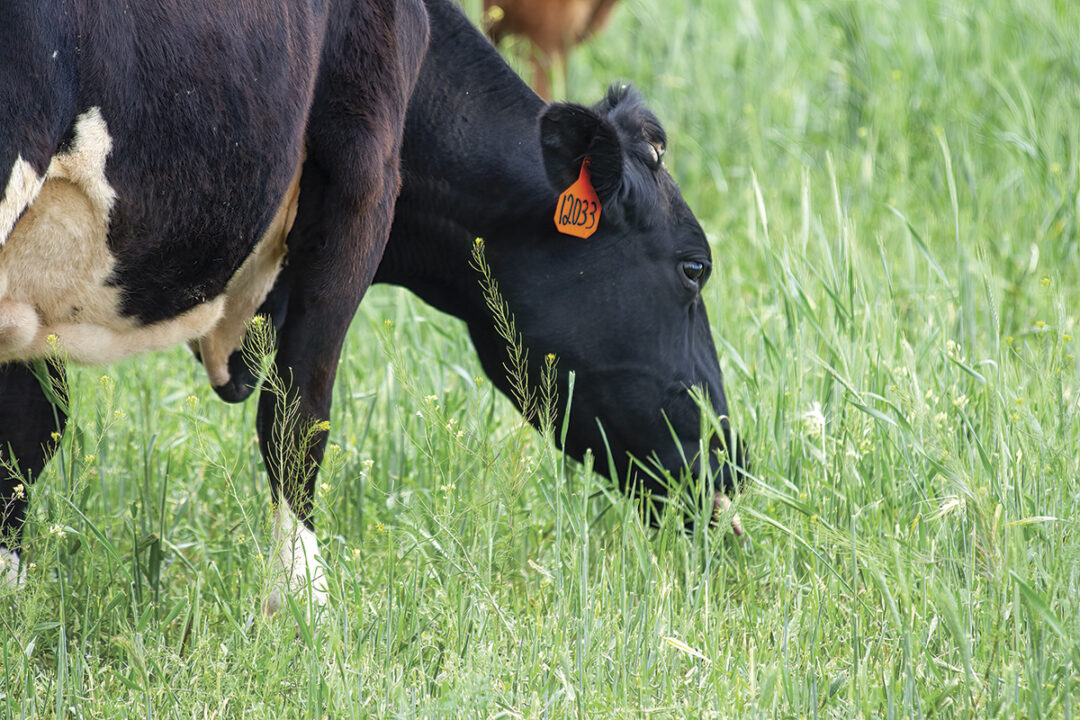 57341-scully-holstein-grazing.jpg