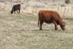 57428-warner-grazing.jpg