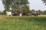 57454-crawford-grazing-jaynes.jpg