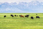 57670-spackman-pasture.jpg