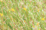 57862-weed-of-the-month-rush-skeletonweed-2019-002-1920-1290x540.jpg