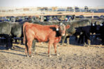 58027-cooper-weaned-calf-image.jpg