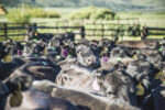 58031-bechtel-herd-of-cows-with-breeding-indicators.jpg