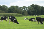 58103-meier-cows-pasture.jpg