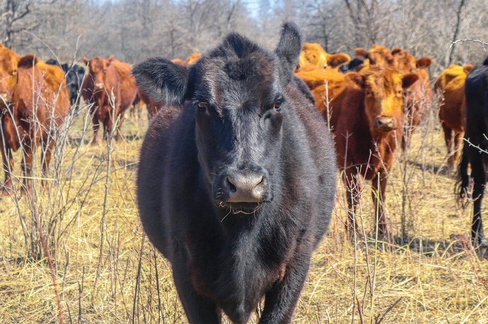 The Outside Circle: Emotional support cows | Ag Proud