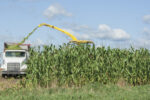 58263-hall-silage-harvest-staff.jpg