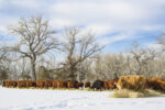 58307-cassady-cows-eating-getty.jpg