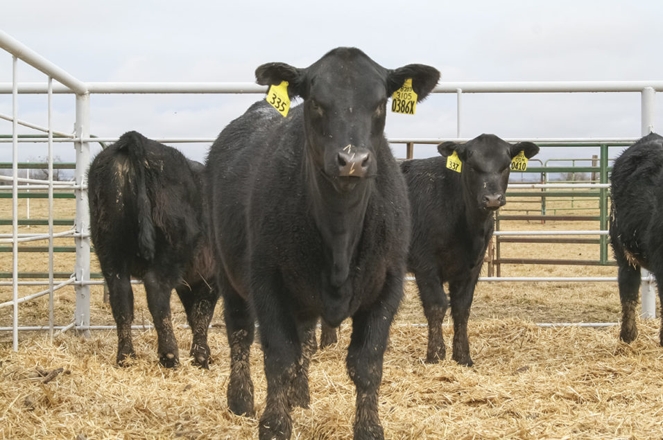 Certified Angus Beef’s new direct-to-consumer program | Ag Proud