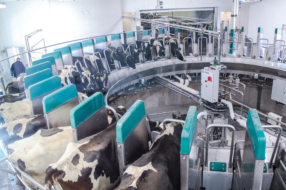 Where are they now with milking robots? | Ag Proud