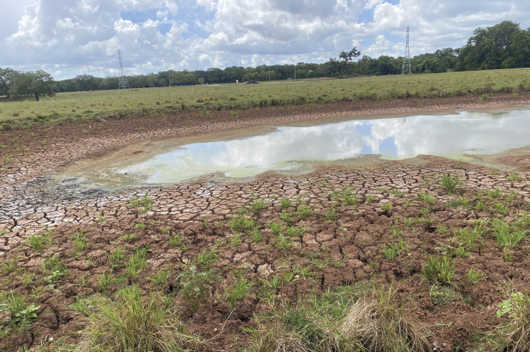 Blue-green algae in farm water supplies - Beef Central