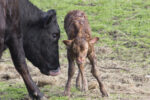 58479-cain-calf-getty.jpg