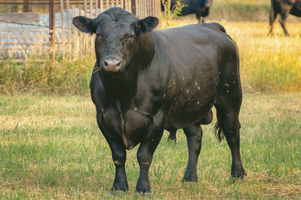 Revising the bull pen - Canadian Cattlemen