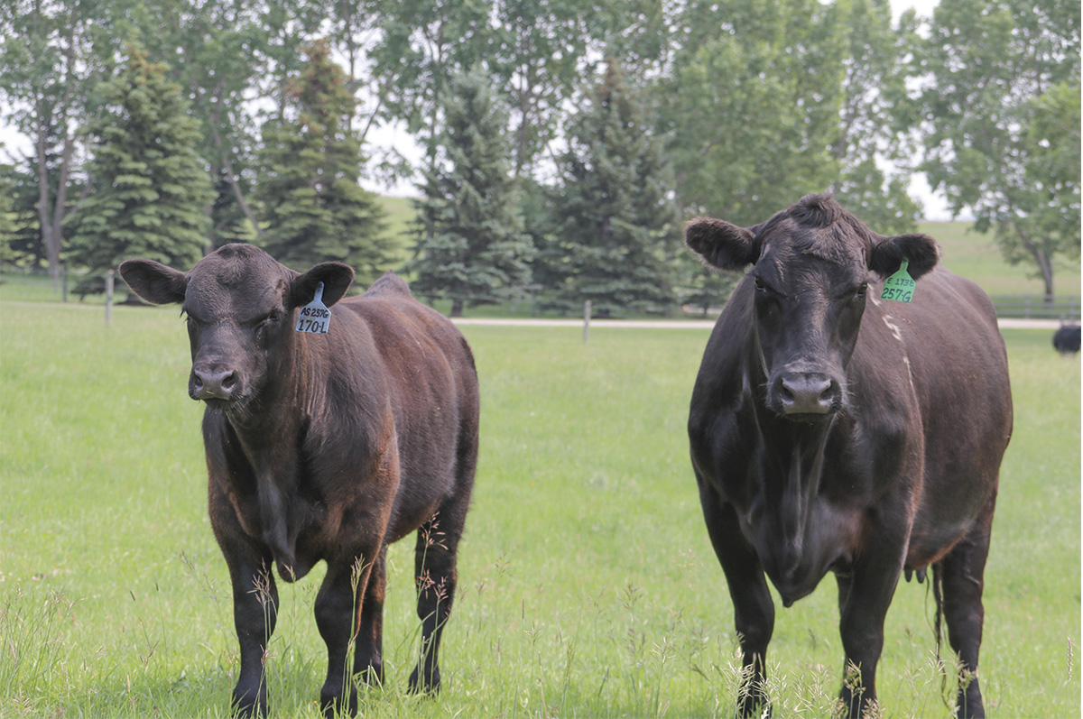 Synchronizing To Utilize Embryo Transfer In Your Herd | Ag Proud