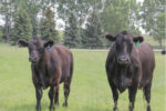 58529-mcintyre-cows-0618.jpg