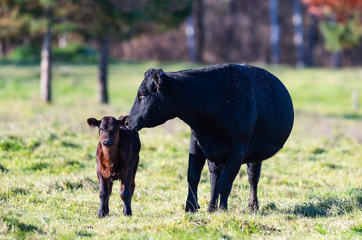 Angus Genetics Inc. releases Functional Longevity research EPD