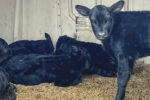 58390-trennepohl-calves-6455.jpg