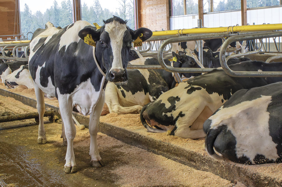 Cow longevity is a key to dairy profitability | Ag Proud