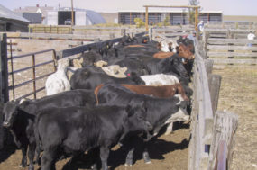 Banding tools give producers options with castration - Progressive Cattle