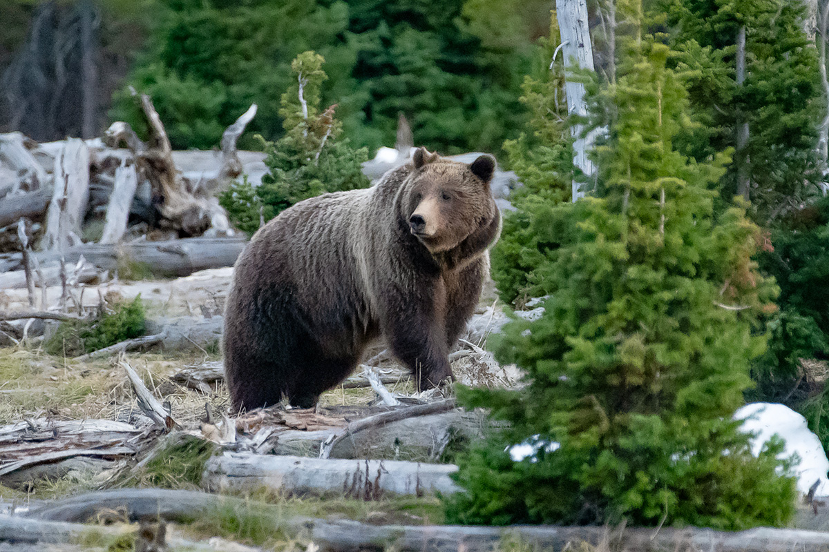 NCBA, Others Weigh In On Washington Grizzly Introduction | Ag Proud