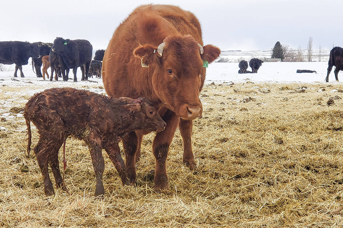 Colostrum: The ‘superfood’ For Calves | Ag Proud