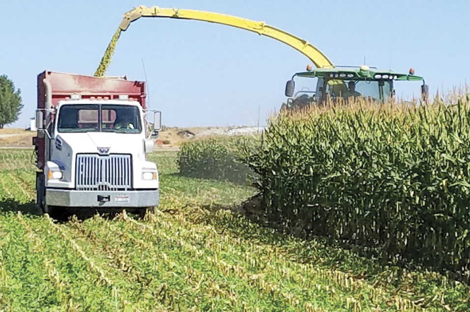 Silage For Beef Cattle Ag Proud