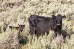 59045-decker-black-cow-calf-cooper.jpg