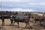 59323-petrik-feedlot-staff.jpg