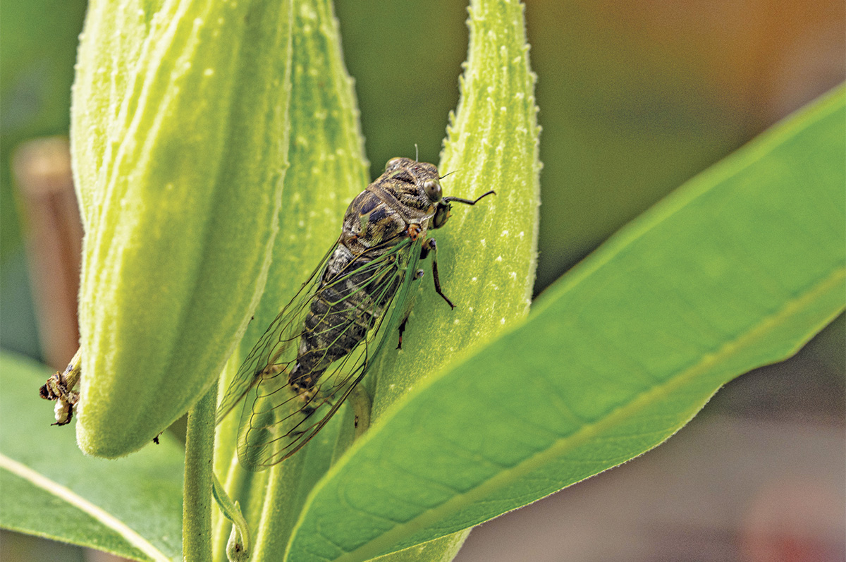 Poisonous plants that threaten livestock operations | Ag Proud