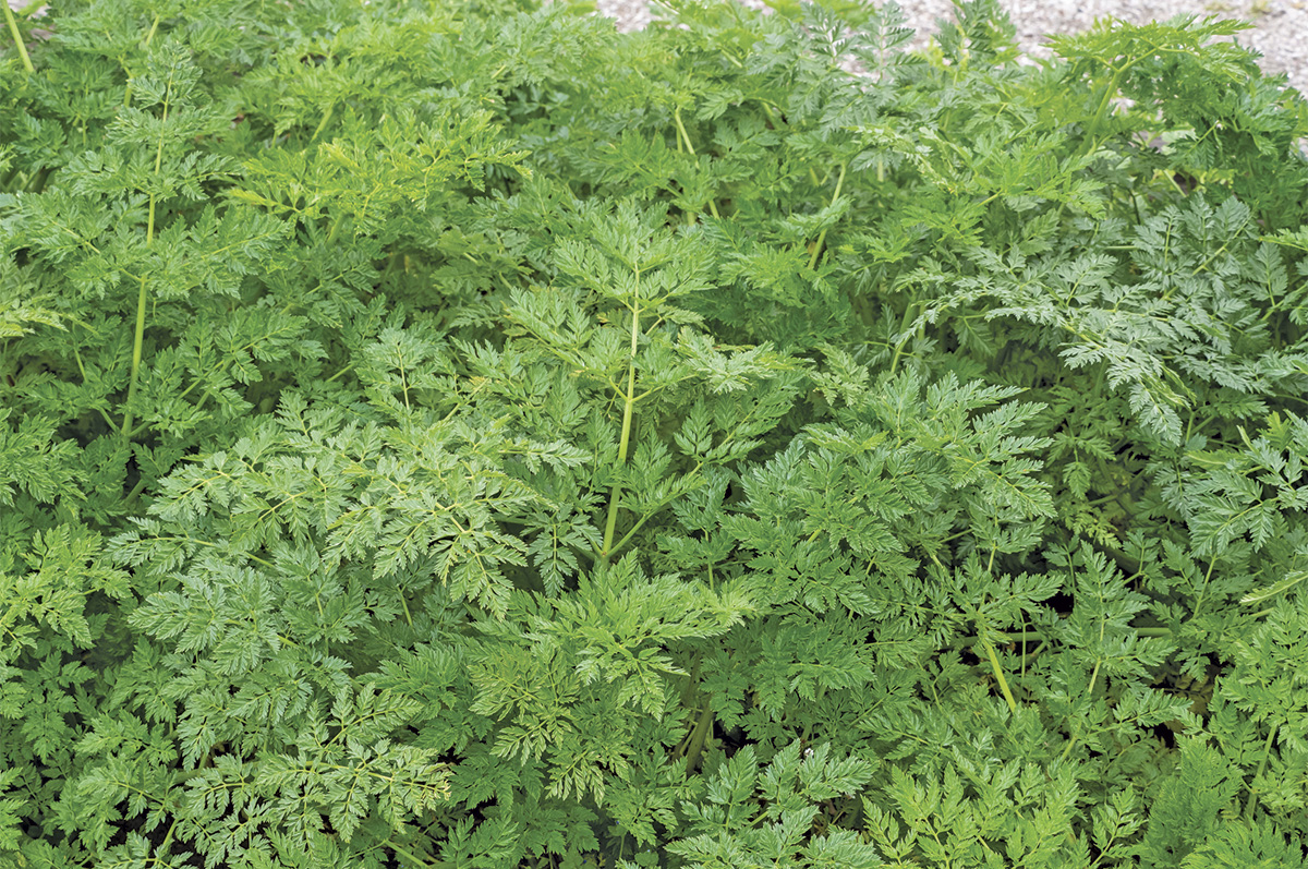 Poisonous plants that threaten livestock operations | Ag Proud