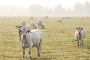 59674-corteva-pasture.jpg