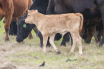 59692-krueger-cow-calf.jpg