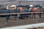 59737-frantz-feedlot.jpg