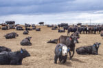 59770-marchant-feedlot-staff.jpg