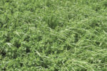59848-undersander-alfalfa-grass-mixture.jpg