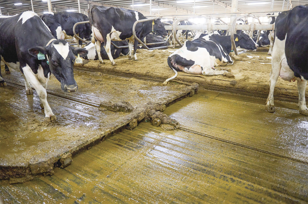 Push your manure and feed management to automation | Ag Proud