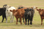 59882-cassady-yearlings-getty.jpg